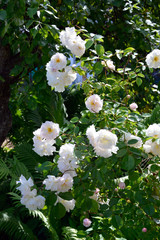 Rosebush close-up. White roses on a background of green foliage. Flowering shrubs in the garden design.