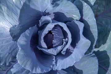 Closeup shot of cabbage featuring the pattern of its extended leaves and highlighting its freshness.