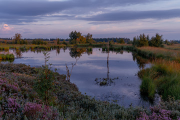 sunrise over swamp at High Fens, Belgium