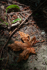 Dramatic scene of dried maple leave on the ground