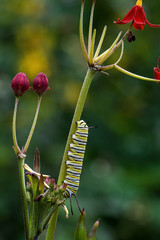 Monarch butterfly caterpillar on tropical or annual milkweed. It is a milkweed butterfly and the female egg-laying monarch prefers the annual milkweed.