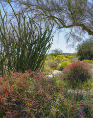 California Desert Wildflowers