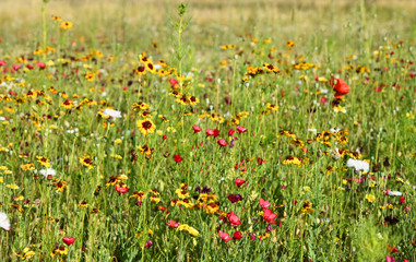 bunte Blumenwiese im Sommer