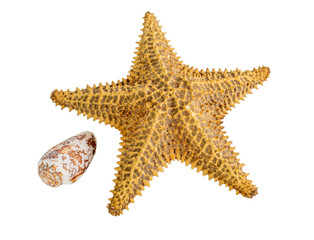 starfish isolated on a white background. Close-up. Side view