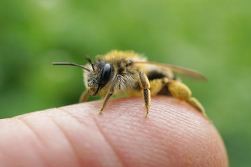 Wildbiene auf einen Finger