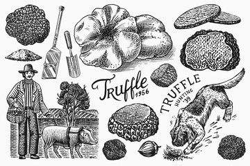 Truffles mushrooms set. Hog and Lagotto Romagnolo dog. Engraved hand drawn vintage sketch. Ingredients for cooking food. Woodcut style. Vector illustration.