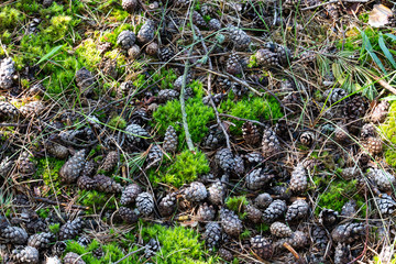 Pine cones lie on the green moss among pine needles