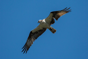 A wild osprey searching for fish at Manzanita Lake in Lassen Volcanic National Park (California).