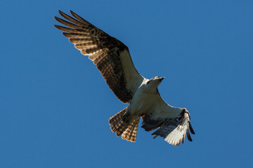 A wild osprey searching for fish at Manzanita Lake in Lassen Volcanic National Park (California).