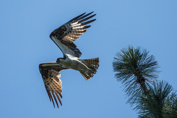 A wild osprey searching for fish at Manzanita Lake in Lassen Volcanic National Park (California).