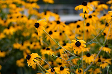 field of yellow flowers summer