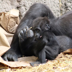 A gorilla cub next to its mother. Gorilla family at the zoo