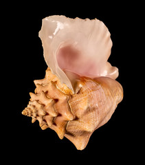 Sea shell isolated on a black background. Beautiful seashell