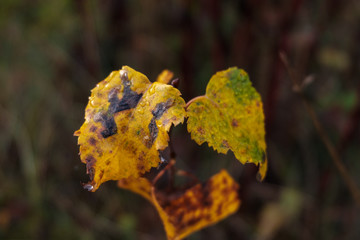 yellow autumn leaves