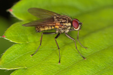 Detailed close-up portrait of fly with big red faceted eyes, sitting on a green leaf