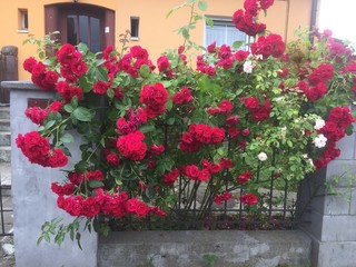 flowers in the street