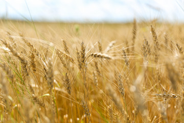 yellow ears of rye background