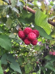 red berries of a raspberry