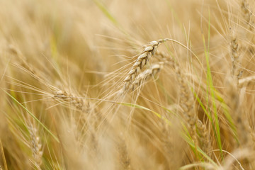 yellow ears of rye background