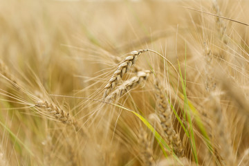 yellow ears of rye background
