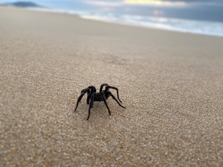 Spider on the beach. 