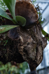 exotic plant grows without soil