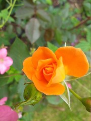 orange rose in garden