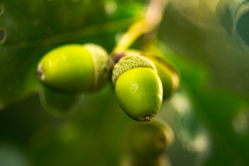 Eicheln am Baum Nahaufnahme makro