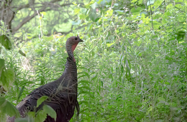 A Wild Turkey in nature.