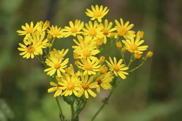 Bright yellow golden flowers on a background of a green forest on a summer sunny day. Joyful summer forest landscape. Wild flowers close-up. Jacobaea vulgaris or common ragwort or stinking Willie.