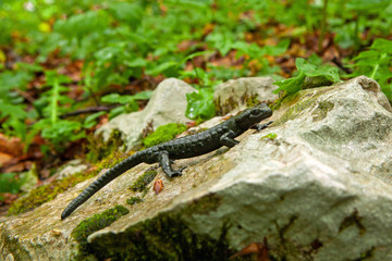 Alpine salamander, salamandra atra, in the forest. Black species of the salamander. Lizard walking on the ground. European nature