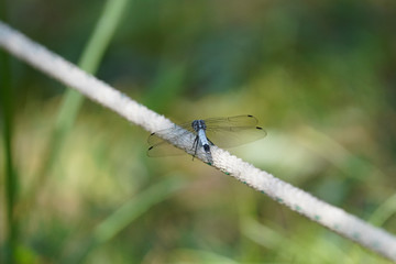 dragonfly on rope