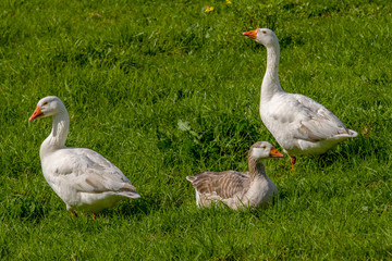 Geese
