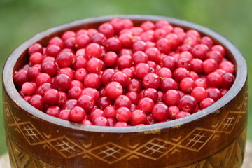 Red shiny lingonberries in a wooden brown dish with ethnic pattern on a green background outdoors. Red foxberry. Lots of ripe redberries. Vaccinium vitis-idaea or Lowbush Cranberry or Cowberry.