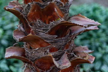 palm bark close up