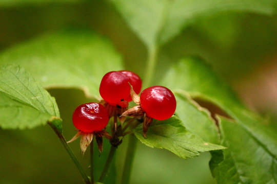 Red berry. Bright red transparent glowing drupe berries on a summer day against the background of a green forest. Beautiful forest landscape with red berries. Stone Bramble or Rubus saxatilis.