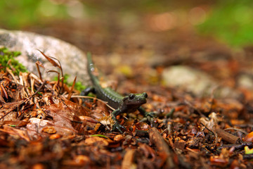 Alpine salamander, salamandra atra, in the forest. Black species of the salamander. Lizard walking on the ground. European nature