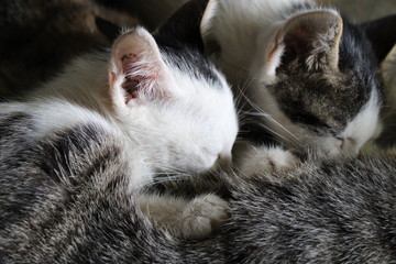 A cat is breastfeeding its kittens
