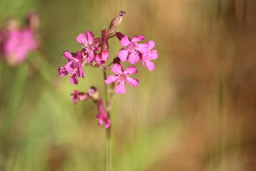 Obraz premium Amazing inflorescences of flower Viscaria vulgaris with pink petals on a sunny meadow in a summer day on a blurred green background. Wildflowers close up. German Catchfly or Sticky Catchfly. 