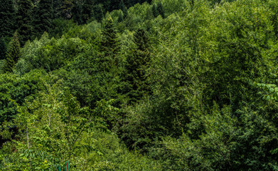 Fototapeta na wymiar Close up of mountain forest in summertime. Texture of green trees on high ground.