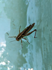 grasshopper on water
