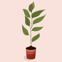 Home plant with green leaves in a pot. Plant and ecology design for greeting card, menu, banner, sticker, advertisement, poster. Flat vector illustration: homemade flower in a pot on a pink background