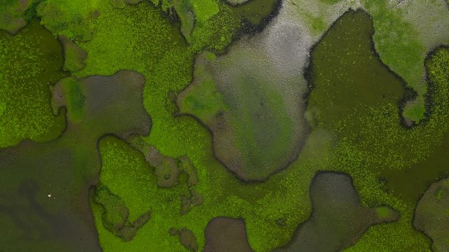 Video of natural pattern of a wetland. Green water with sun reflection on the surface.
