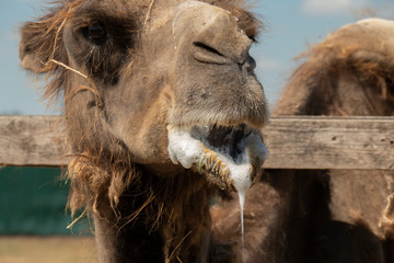 Camels with saliva in its mouth. Spit concept. Wild animal at the zoo.