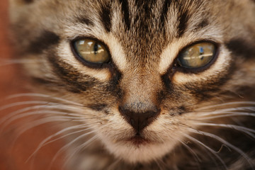 Cat close-up portrait. Small tabby kitten. Homeless cat. Brown tone.