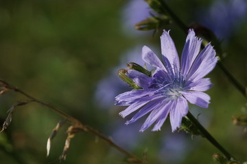 beautiful blue flower chicory traveler