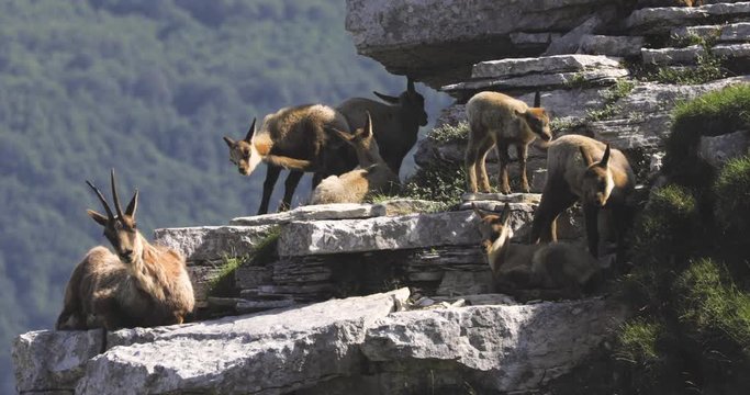 Wild chamois on top of the mountain. Rupicapra pyrenaica ornata