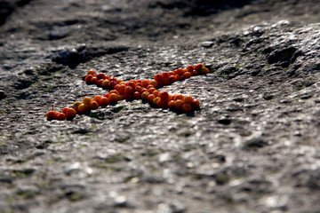 Landart mit Vogelbeeren und Granit