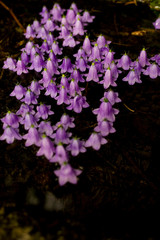 Landart: Violette Blüten / Glockenblumen