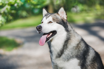 Portrait of beautiful Alaskan malamute dog sitting and looking with curiosity in the forest.  Selective focus, blank space